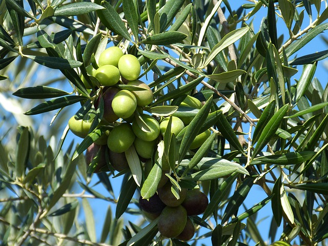 olivy na stromě